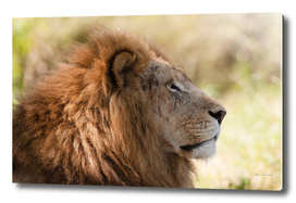 Lion Closeup Head Portrait