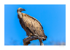 Vulture Bird Wildlife