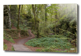 Hiking path forest