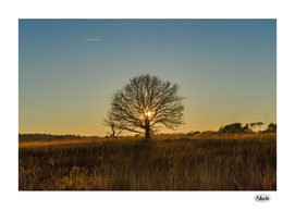 Single tree sunset