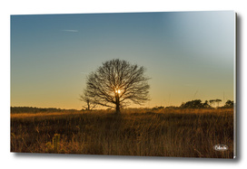 Single tree sunset