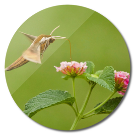 Hummingbird Hawk Moth