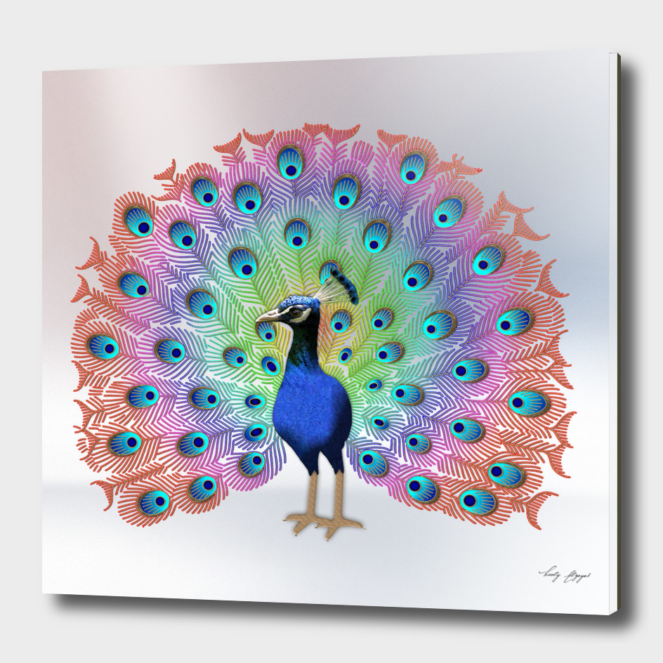 Colorful Peacock