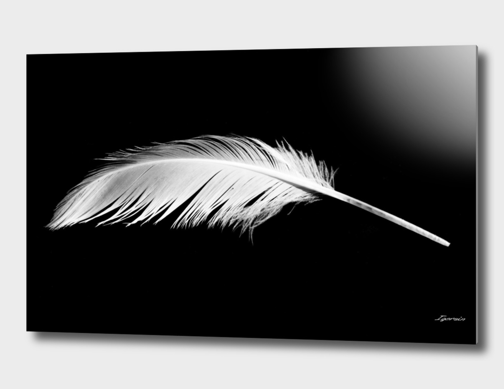 Birdy white feather