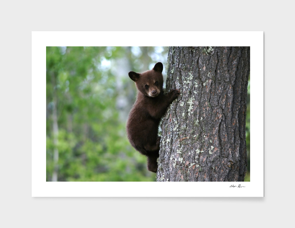 Black Bear Cub Climbing a Tree Photograph