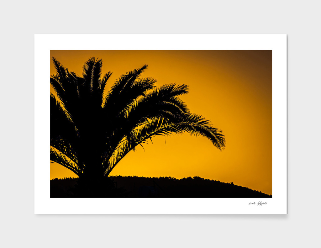 Palmtree in backlight in turkish sunset