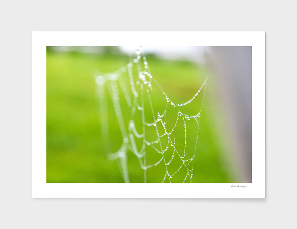 Spiderweb with drops