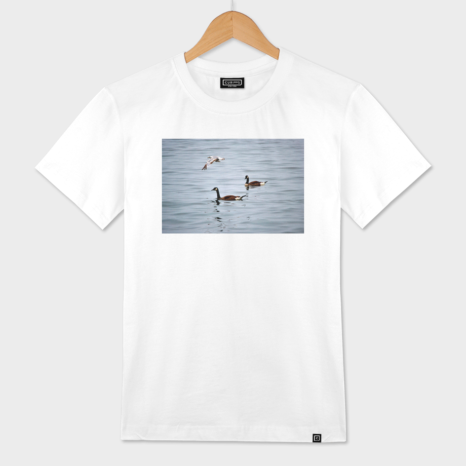 Geese & seagull