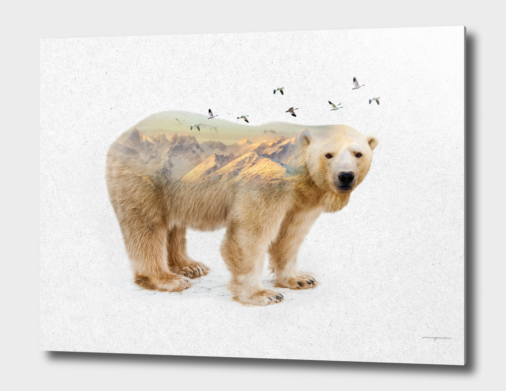 Wild I Shall Stay | Polar Bear