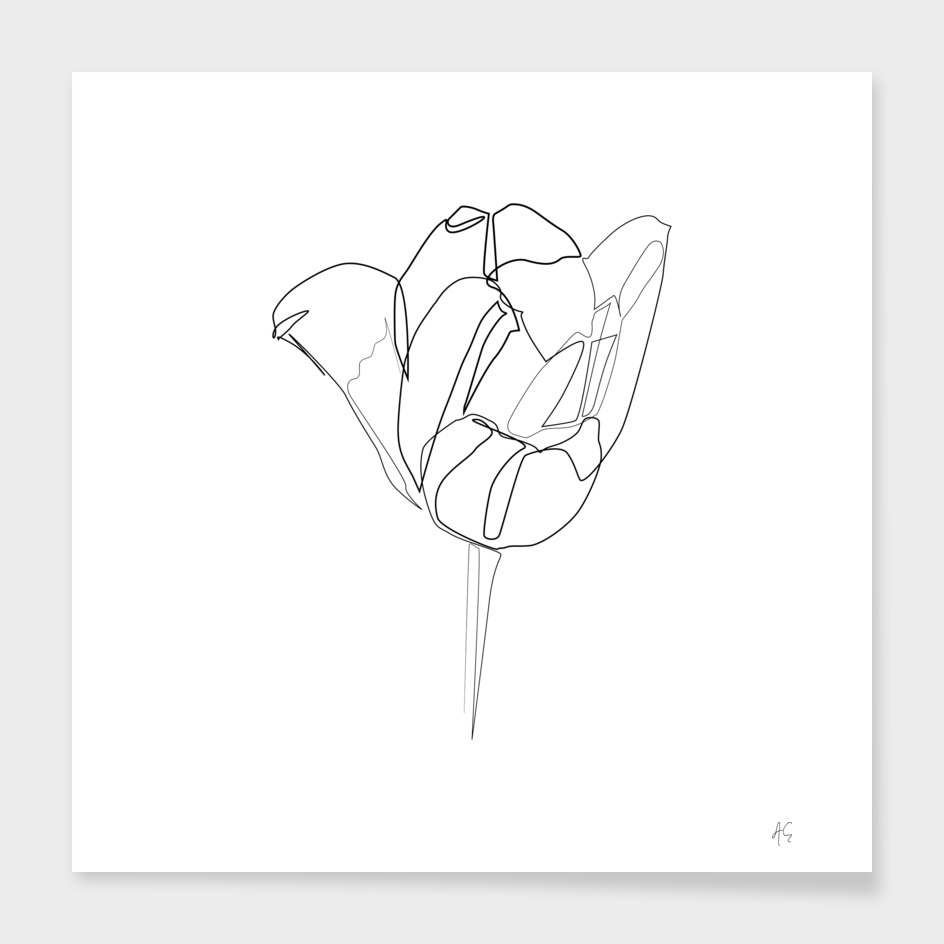 Tulip Flower Print #2