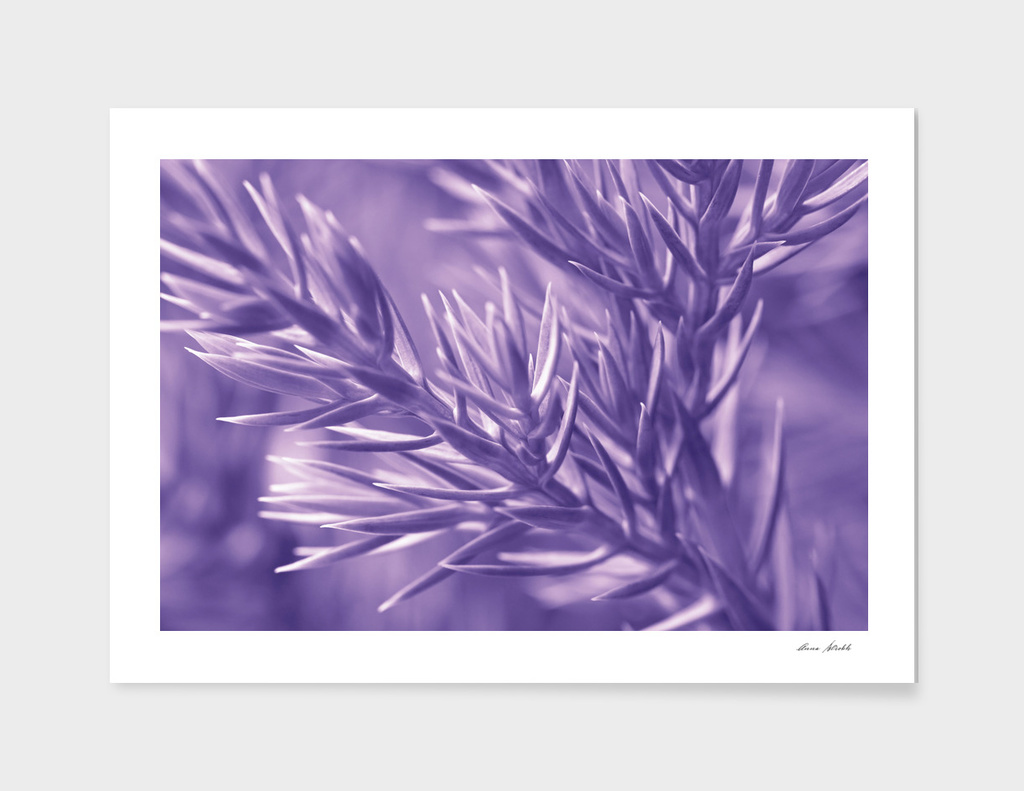 Ultra Violet Pine Tree | Trendy color of year 2018