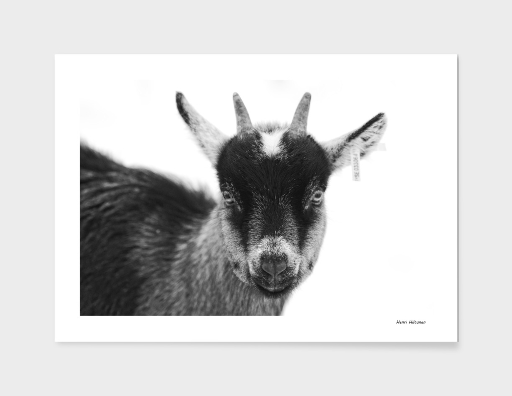 Baby goat 3