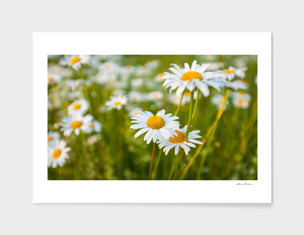 Camomile Summer Meadow Sunny Day