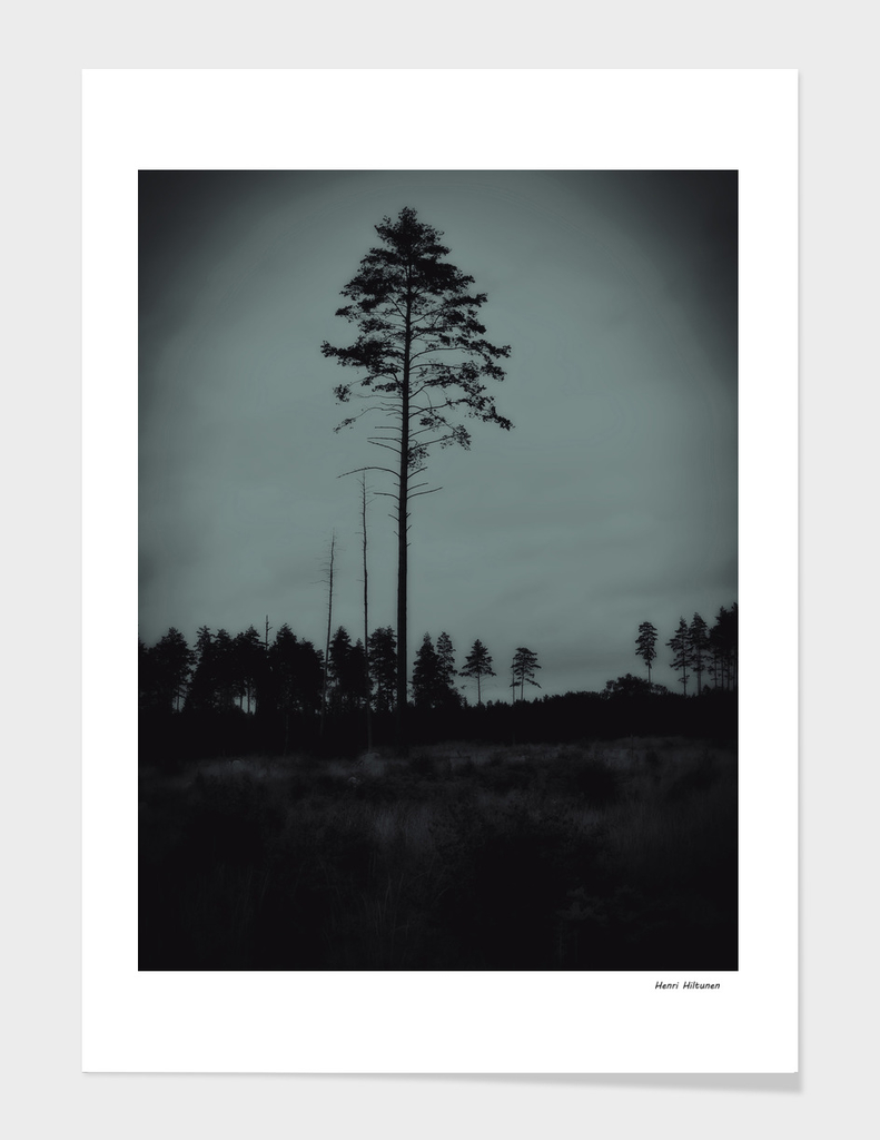 Pine tree 6