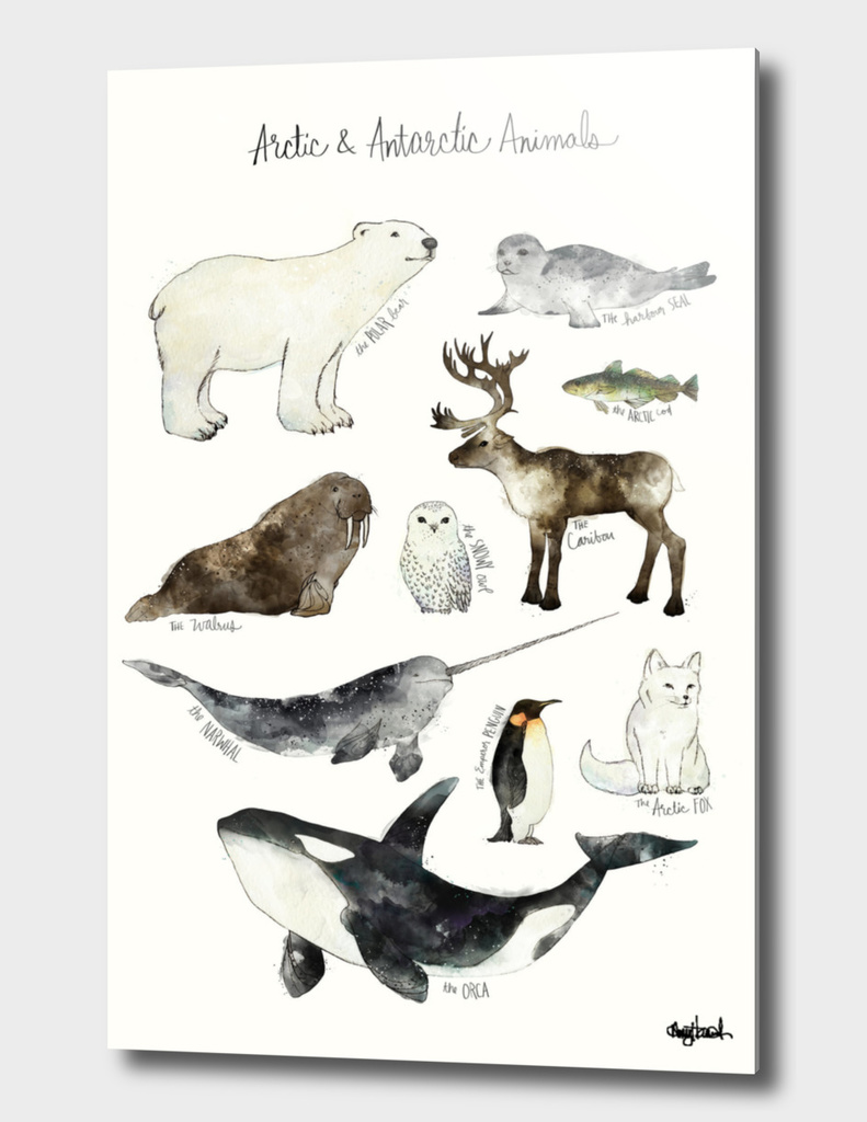 Arctic & Antarctic Animals