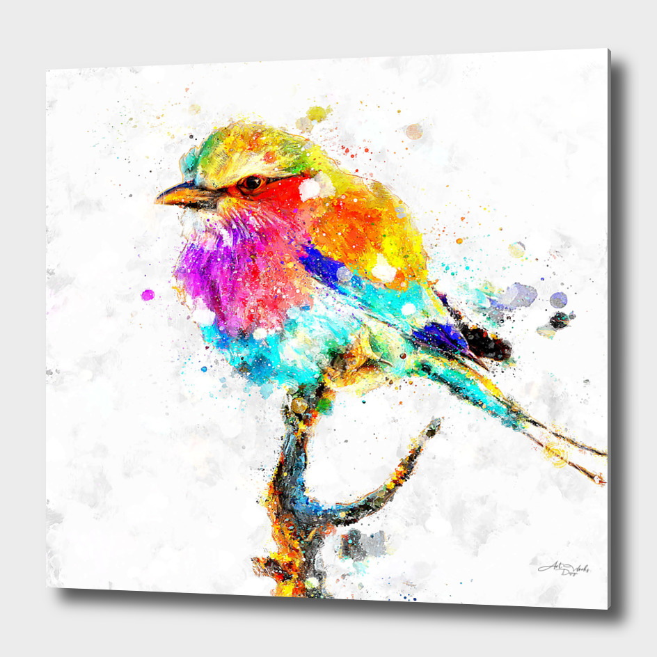 Colorful bird