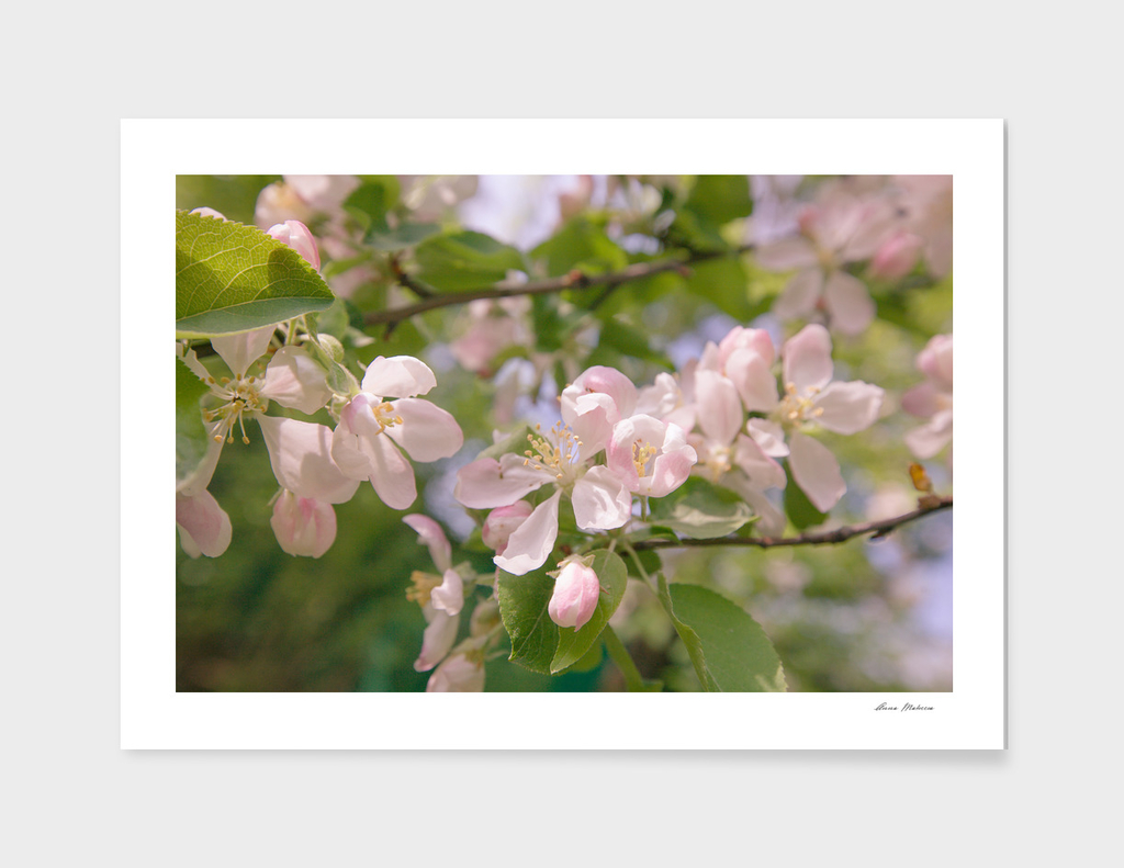 Spring Apple Tree White Pink Flowers Sunlight Retro