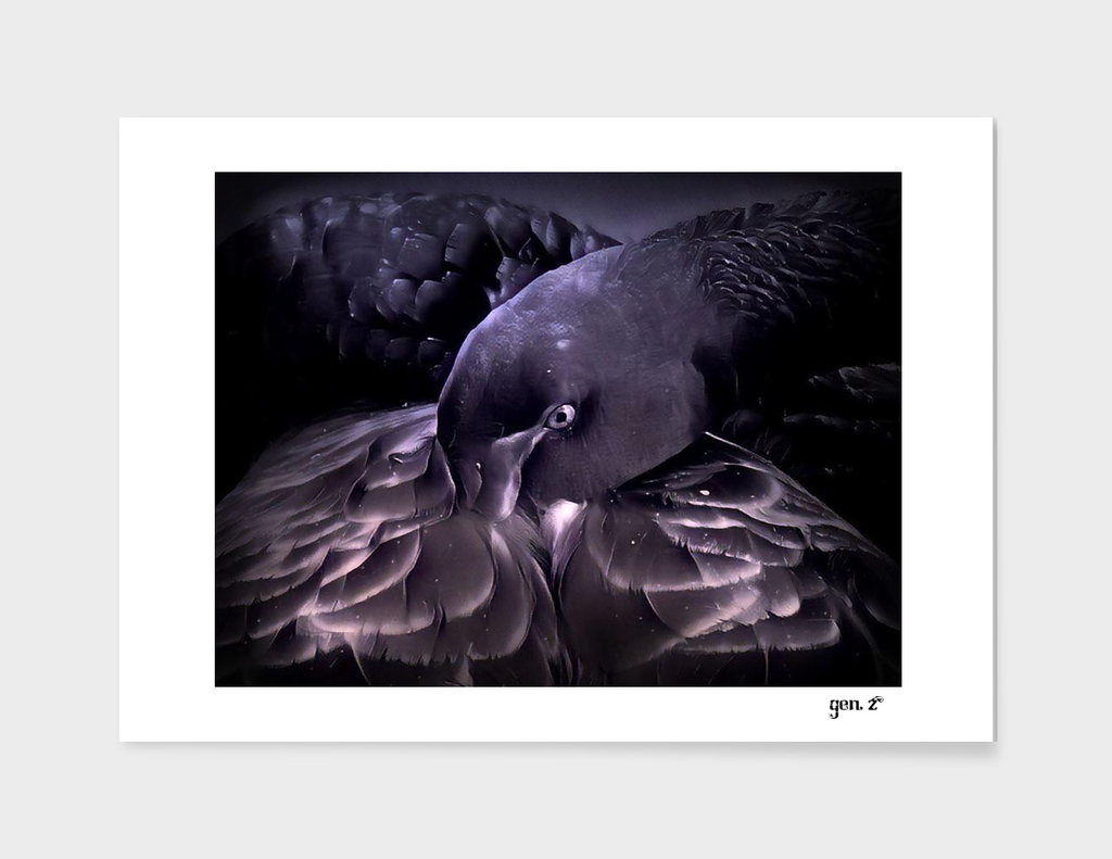Black Swan by GEN Z