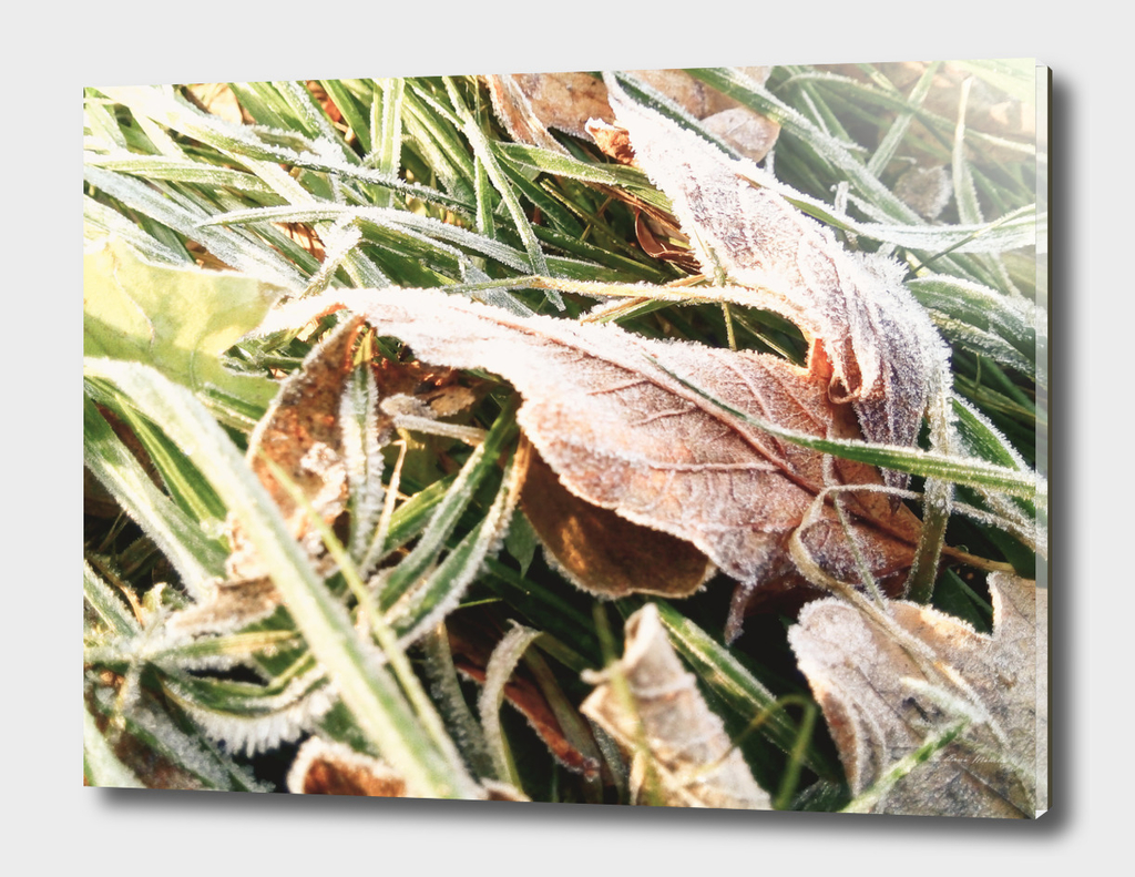 Winter Yellow Leaves Mobilestock