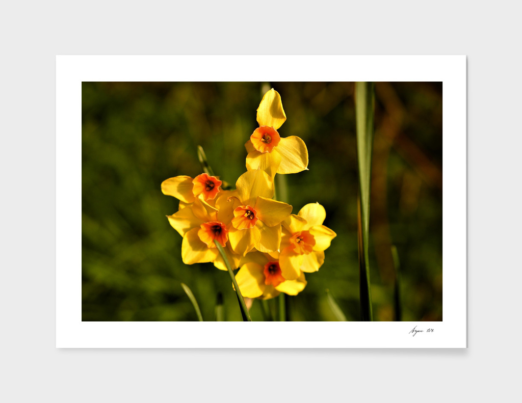 Narcissus Red Devon 06