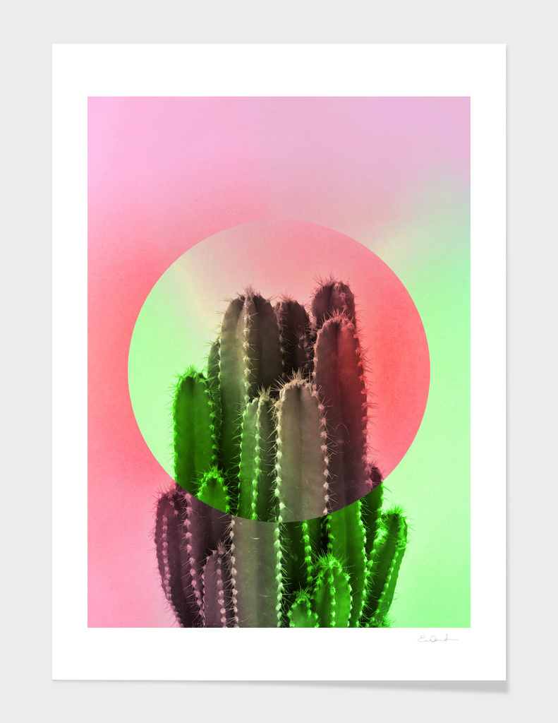 Bold Cactus
