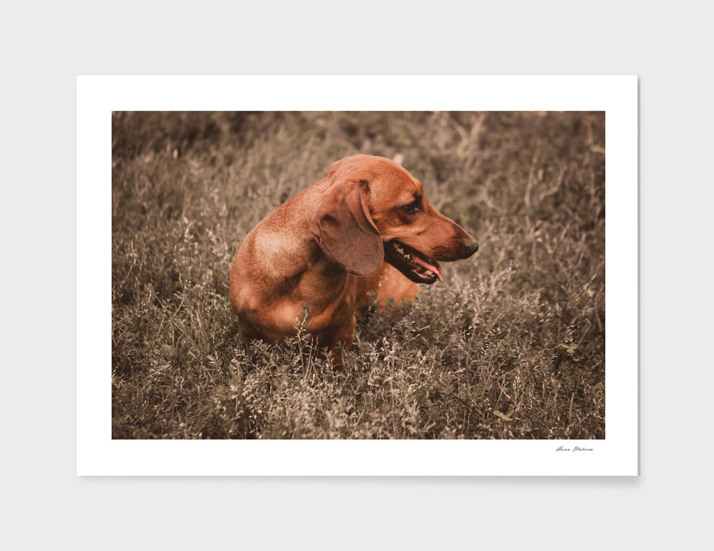 Photo Dog Dachshund Closeup on Nature