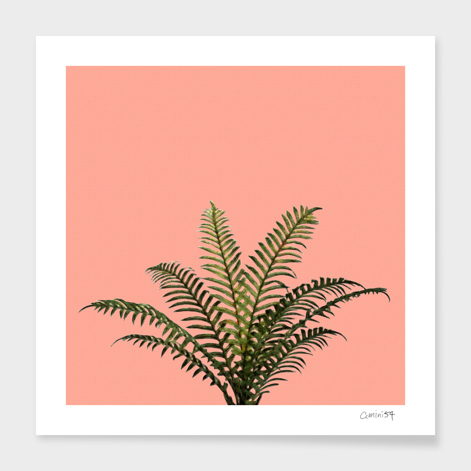 Palm Plant on Coral Pink Wall