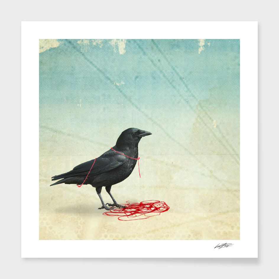 Freedom Crow
