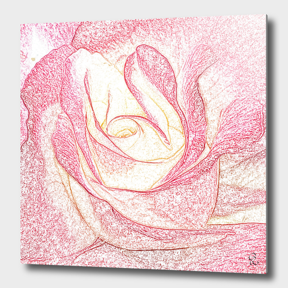 Summer Rose Pencil on White