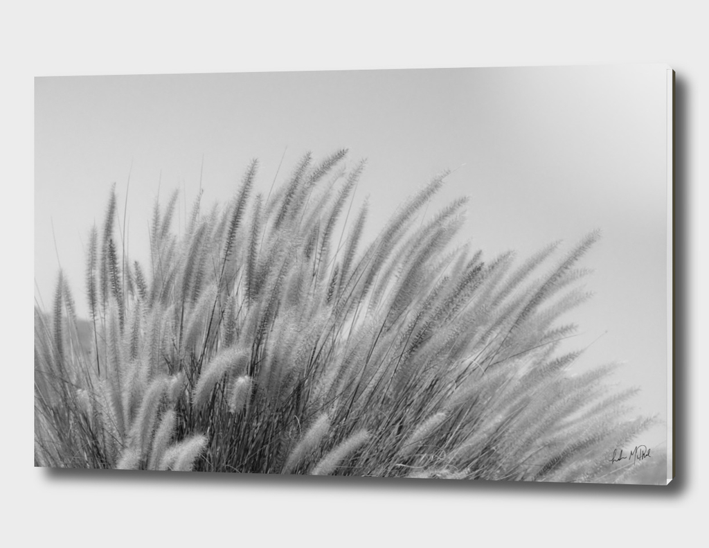 Foxtails on a Hill in Black and White