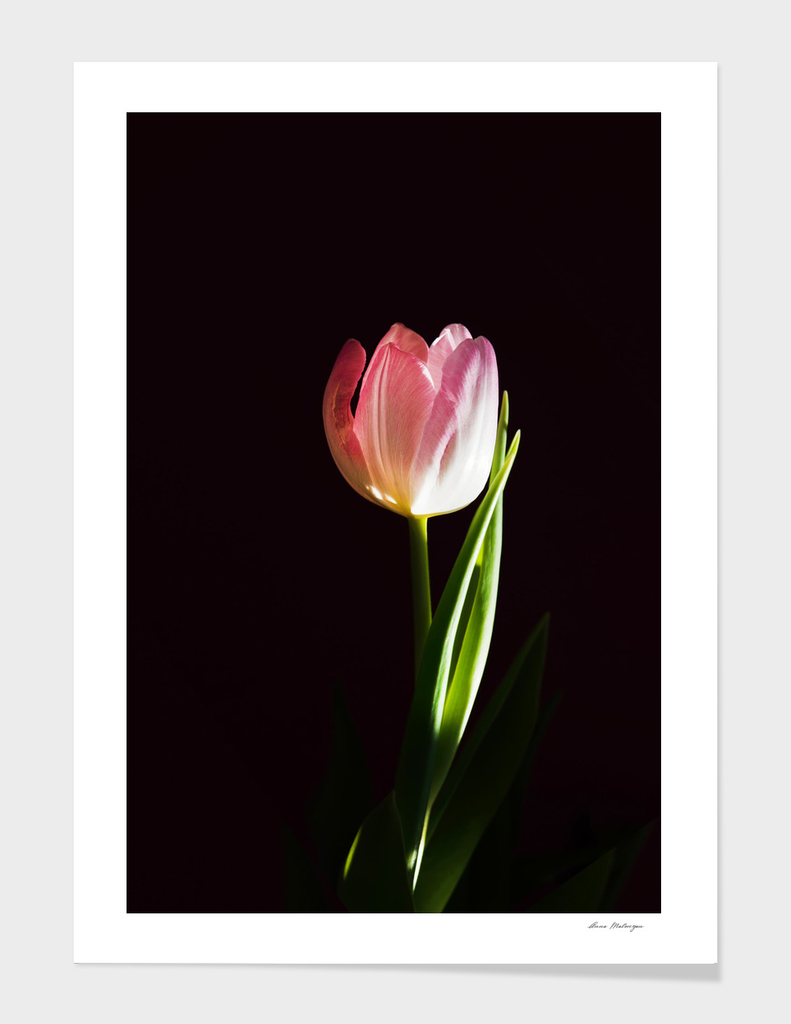 Macro fresh pink tulip flower