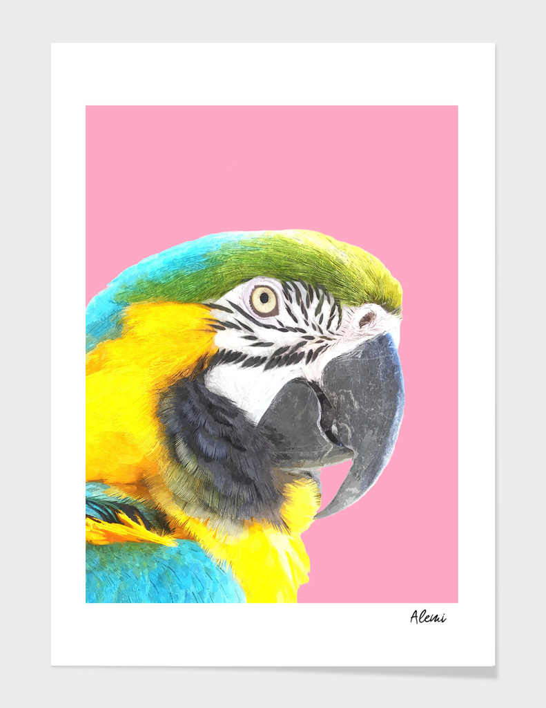 Macaw Portrait Pink Background