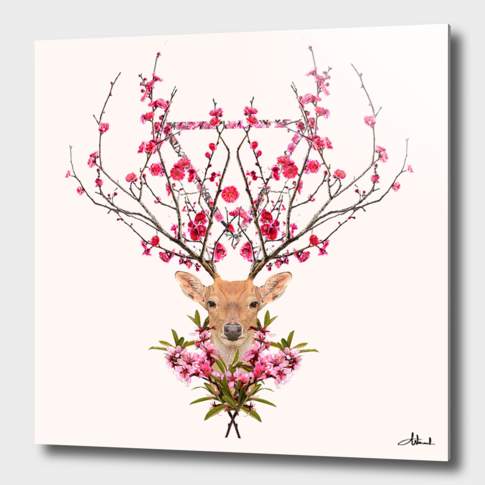 Spring deer