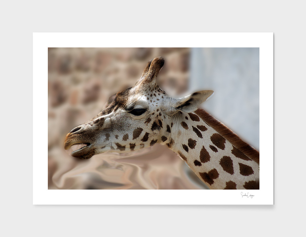 Side Portrait Of A Giraffe.