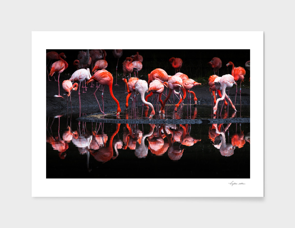 Flamingos reflections
