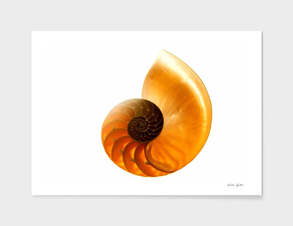 Shell. sea mollusk