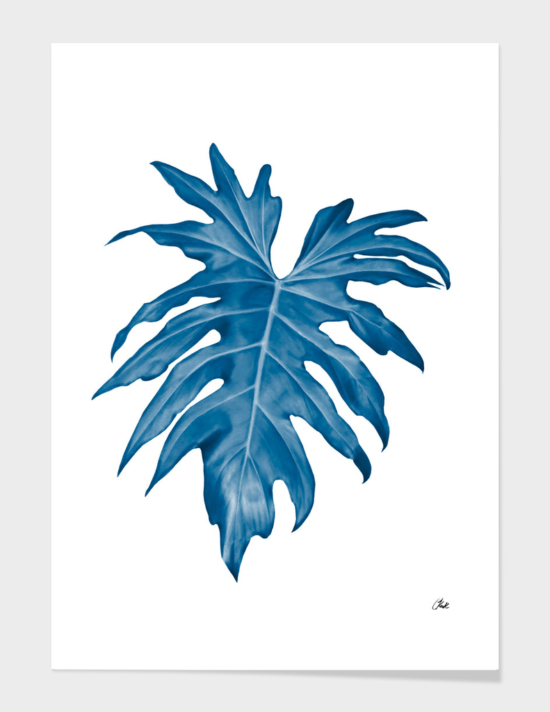 Blue palm1