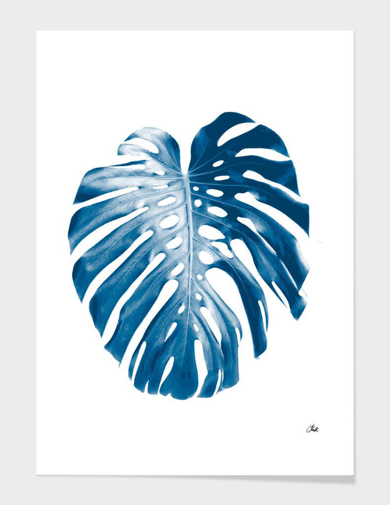 Blue palm3