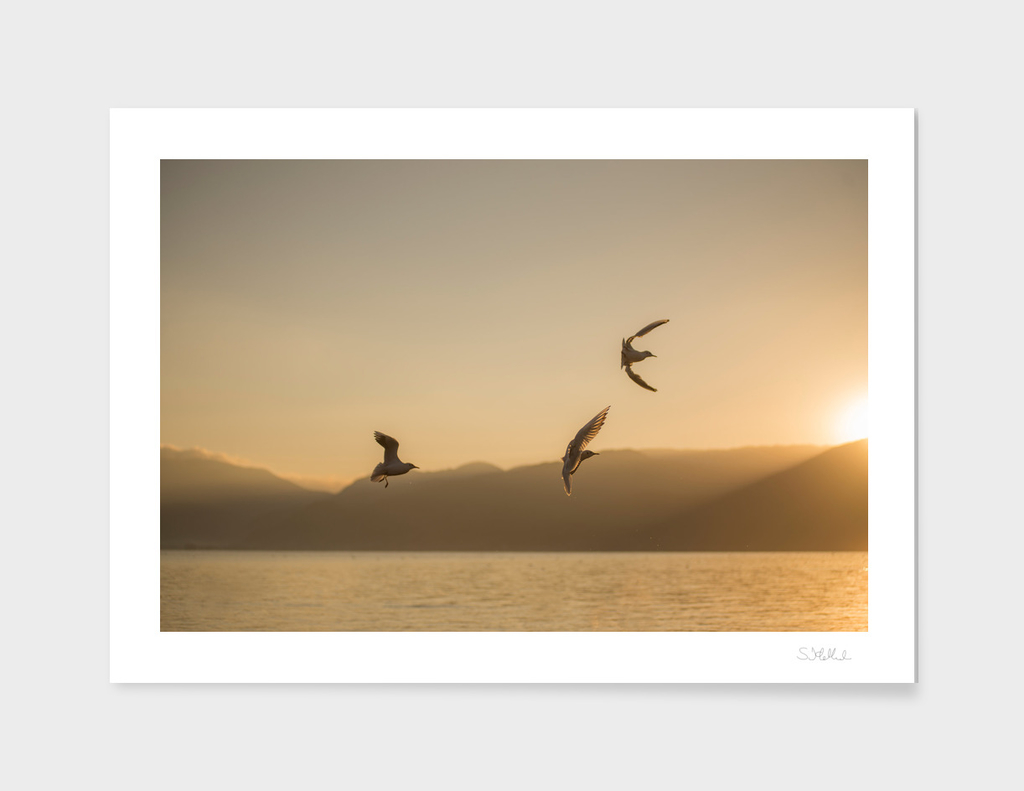 Three seagulls over a lake