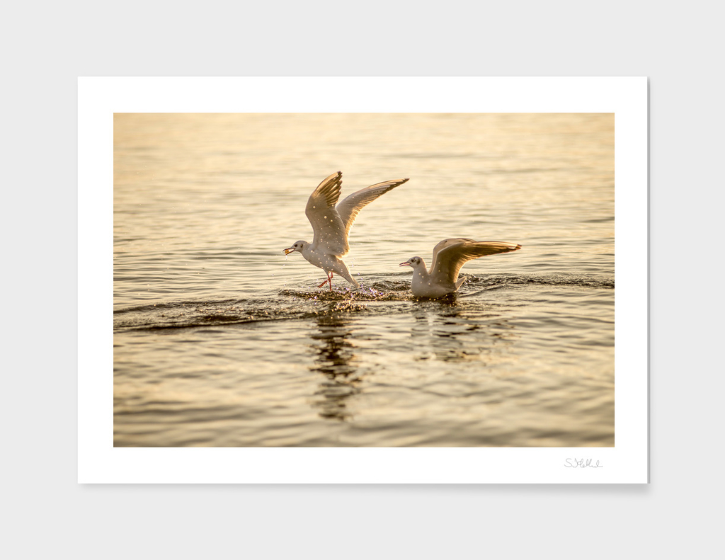Two seagulls on a lake