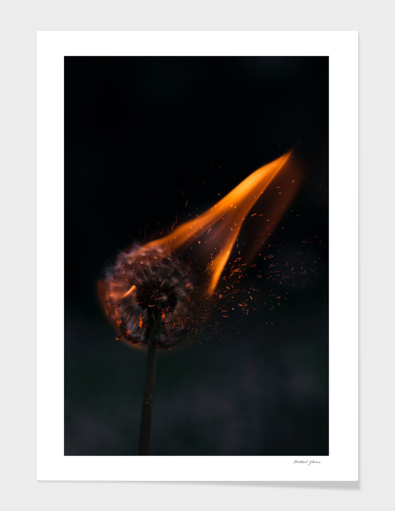 Fire dandelion
