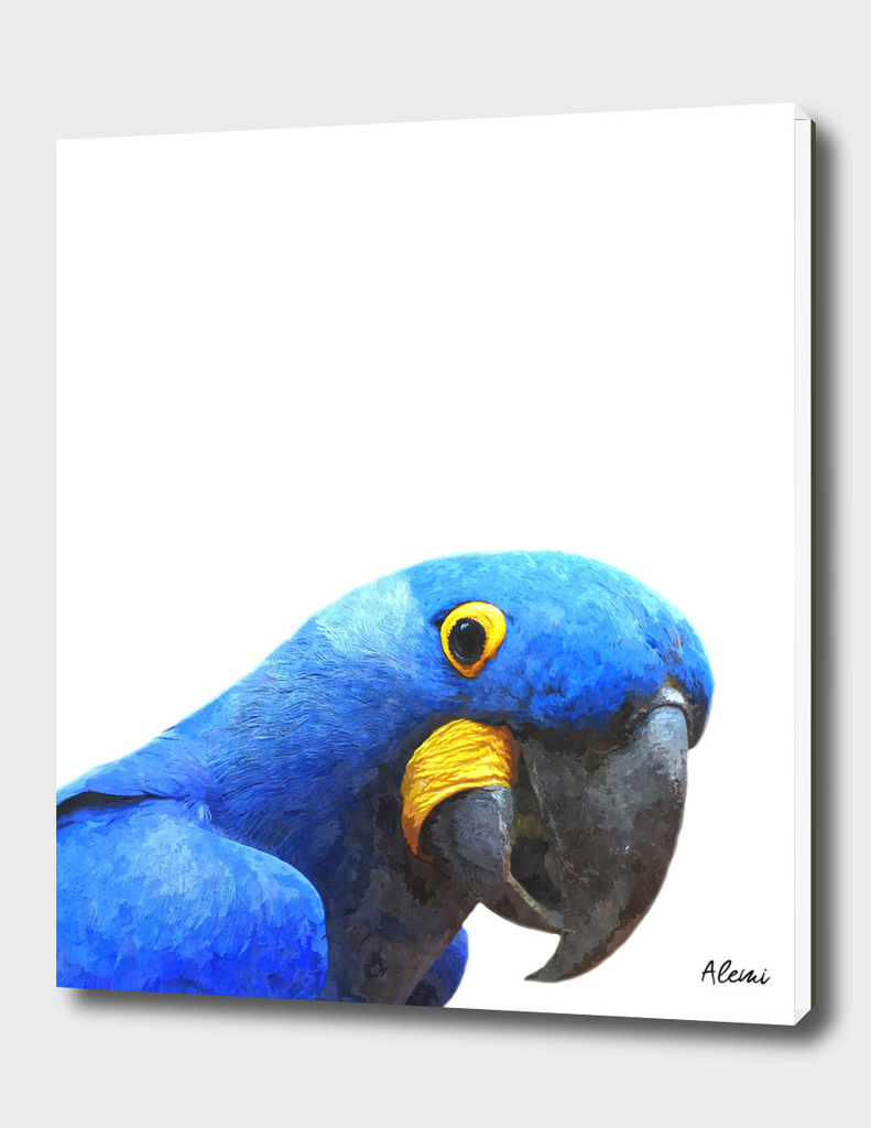 Blue Parrot Portrait