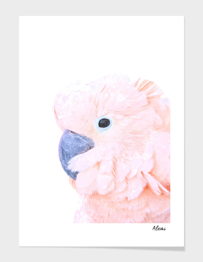 Pink Cockatoo Portrait