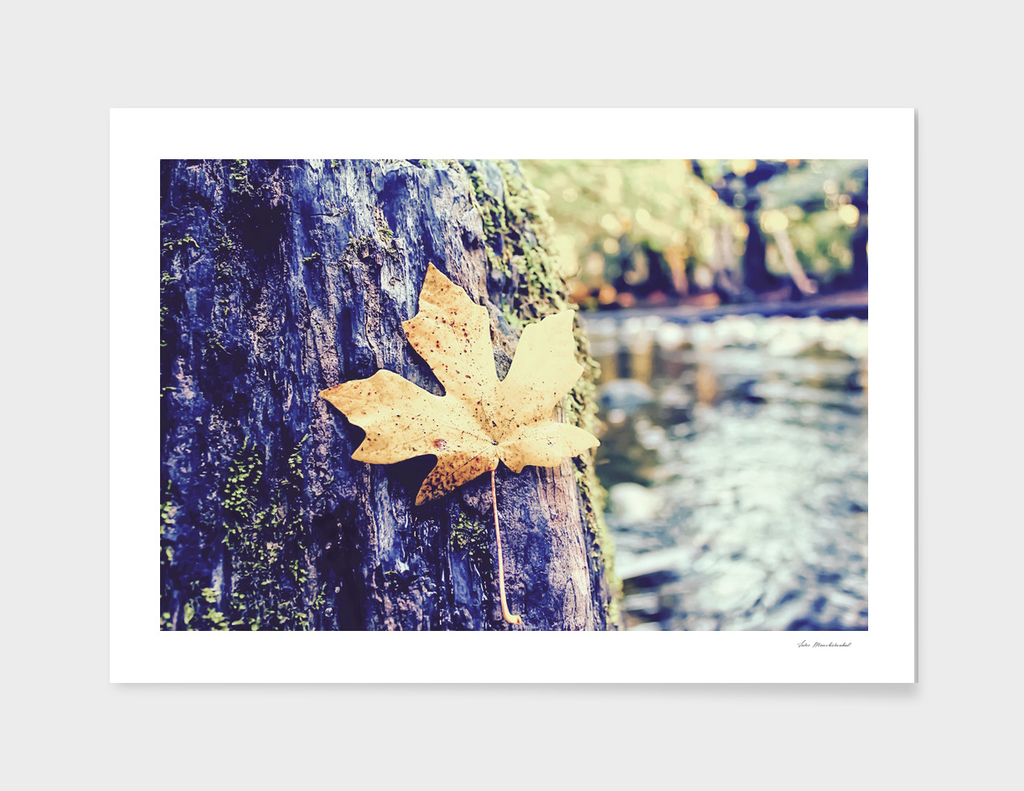 maple leaf in the wood with river background