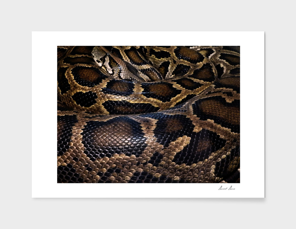 Python - leather - background
