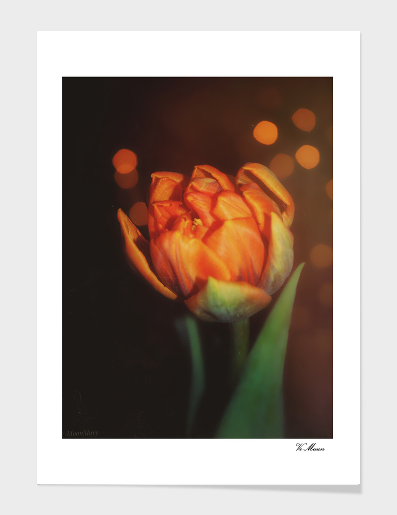 golden orange bokeh tulip
