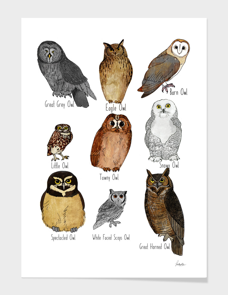 Types Of Owl