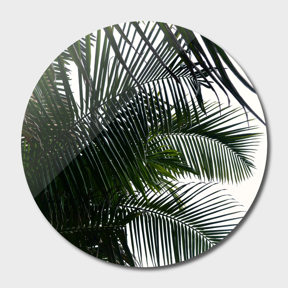 Tropical ii