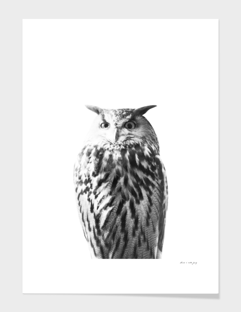 Owl on White #1