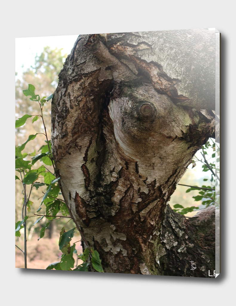 Face of the Tree